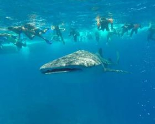 Equator Beach Inn 3* — Маафуши, Мальдивы