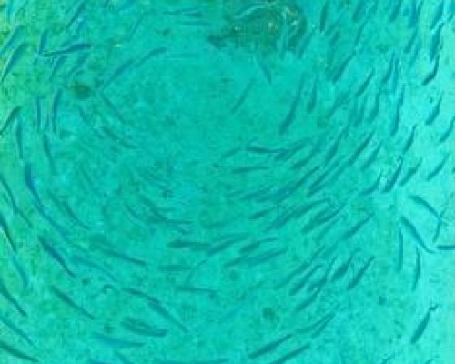 Alaka At Maafushi — отель 3* на Маафуши