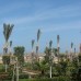 Festival Le Jardin Resort 5* — Хургада