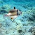 Millennium Tiran 5* — Шарм-эль-Шейх, Египет