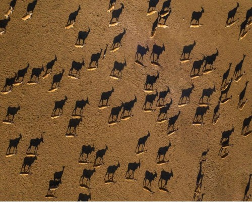 Anantara Sir Bani Yas Island Al Sahel Villa Resort, Абу-Даби