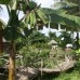 Moon Resort 2* — Фукуок, первая линия