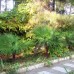 Гостиница Парус в Пицунде: честный обзор