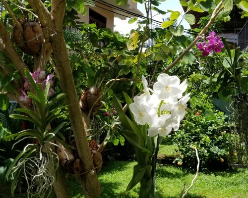 Coral Palm Villa and Apartment 4* в Унаватуне