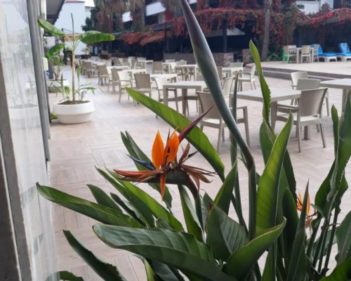 Dedeman Kemer Resort 5* (Кемер, Турция): честный обзор от турагента