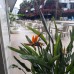 Dedeman Kemer Resort 5* (Кемер, Турция): честный обзор от турагента
