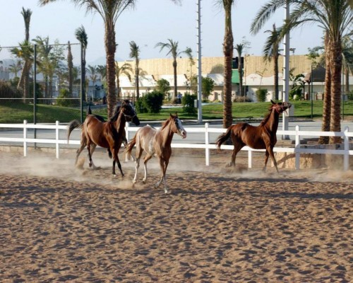 Concorde El Salam Sport Area 5* — Шарм-эль-Шейх