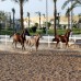 Concorde El Salam Sport Area 5* — Шарм-эль-Шейх