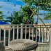 Thaproban Beach House 3* — Унаватуна, Шри-Ланка