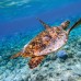 Oblu Nature Helengeli by Sentido 4* — Северный Мале, Мальдивы