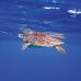 Oblu Nature Helengeli by Sentido 4* — Северный Мале, Мальдивы