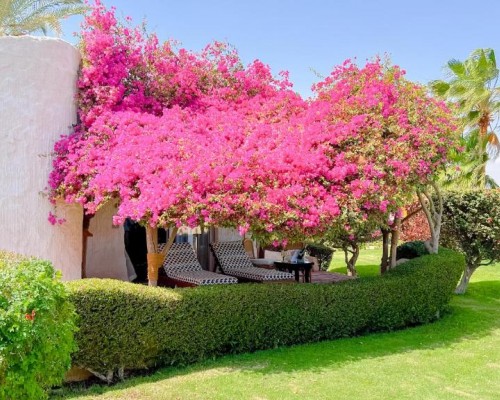Sharm Club Beach Resort 4* — Шарм-эль-Шейх