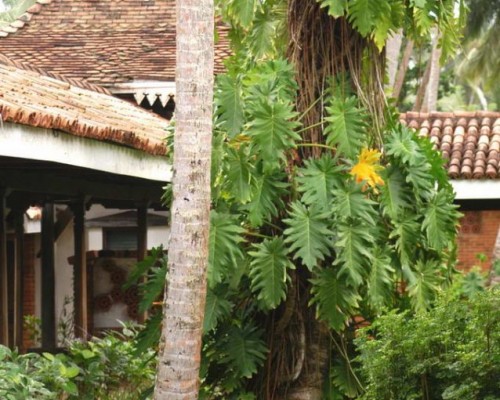 Club Bentota 4* — отель на первой линии в Бентоте, Шри-Ланка