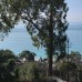 Tropicana guest house в Гагре: что это за место