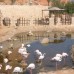 Hauza Beach Resort 5* — Шарм-эль-Шейх, Египет
