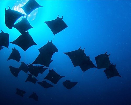 Rihiveli The Dream, Maldives — отель 3* на Маафуши