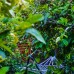 Lemon Garden Lodge (Чиралы, Кемер): честный обзор без прикрас
