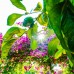 Lemon Garden Lodge (Чиралы, Кемер): честный обзор без прикрас