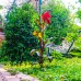 Lemon Garden Lodge (Чиралы, Кемер): честный обзор без прикрас