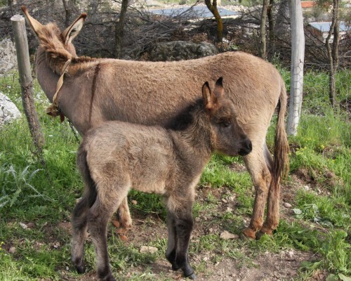 Blacktree Farm and Cottages, Олюдениз