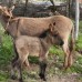Blacktree Farm and Cottages, Олюдениз