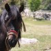 Blacktree Farm and Cottages, Олюдениз
