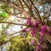 Secret Garden Hotel & Bungalows — уютный отель в Чиралы, Кемер