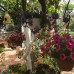 Lemon Villa Boutique Hotel 5* в Аланье — подбор тура от Галины