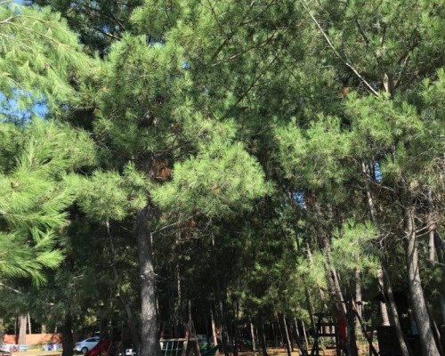 Forest Club 2* — Пицунда, Цитрусовый