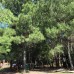 Forest Club 2* — Пицунда, Цитрусовый
