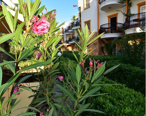 Tropicana Beach Hotel 3* в Гюмбете, Бодрум: честный обзор