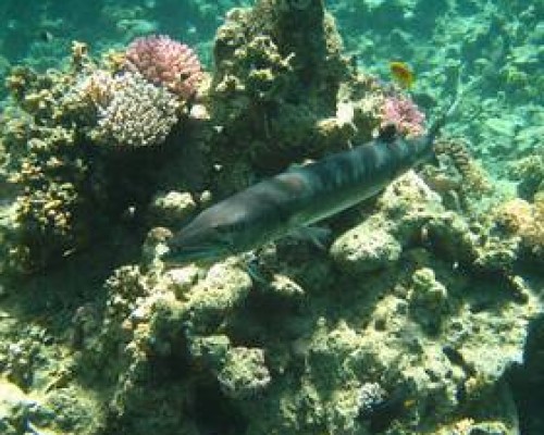 Отель Baracuda 3* в Шарм-эль-Шейхе