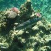 Отель Baracuda 3* в Шарм-эль-Шейхе