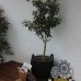 Yasemin Alacati Boutique Hotel, Чешме
