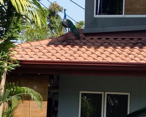 Palms Villa, Негомбо: гостевой дом с бассейном и трансфером