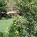 Lykia Edrassa Hotel 3* в Адрасане: отдых у моря