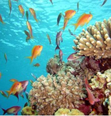 Savana Club Resort & Aqua Park 4*