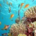 Savana Club Resort & Aqua Park 4* — Шарм-эль-Шейх, Акулья бухта