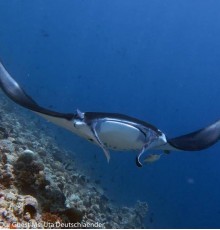 Boutique Beach All-inclusive Diving Hotel, Dhigurah 3*