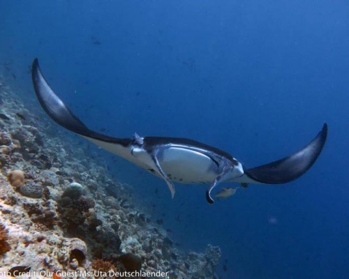 Boutique Beach All-inclusive Diving Hotel, Dhigurah