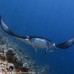 Boutique Beach All-inclusive Diving Hotel, Dhigurah