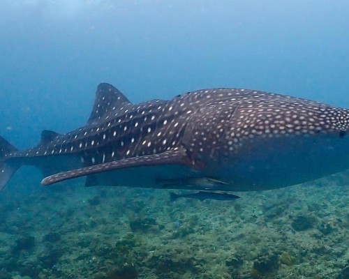 Boutique Beach All-inclusive Diving Hotel, Dhigurah