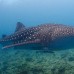 Boutique Beach All-inclusive Diving Hotel, Dhigurah
