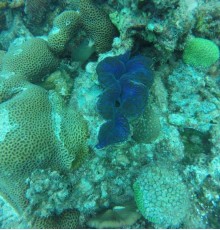 Golhaa View Inn by TES