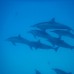 Gurus Maldives на Маафуши: честный обзор гостевого дома