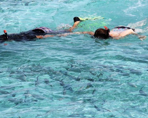 Tropic Tree Maldives 3* на Маафуши: что важно знать перед бронированием