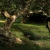 Отель Lunuganga 3* в Бентоте, Шри-Ланка