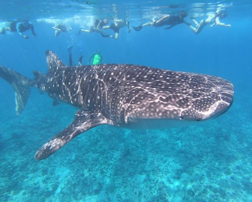 Lagoon View Maldives 3* — Ари Атолл, Мальдивы