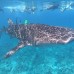 Lagoon View Maldives 3* — Ари Атолл, Мальдивы