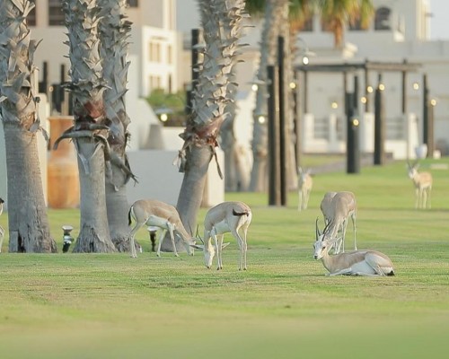 Al Maya Island & Resort 4* — Абу-Даби, ОАЭ